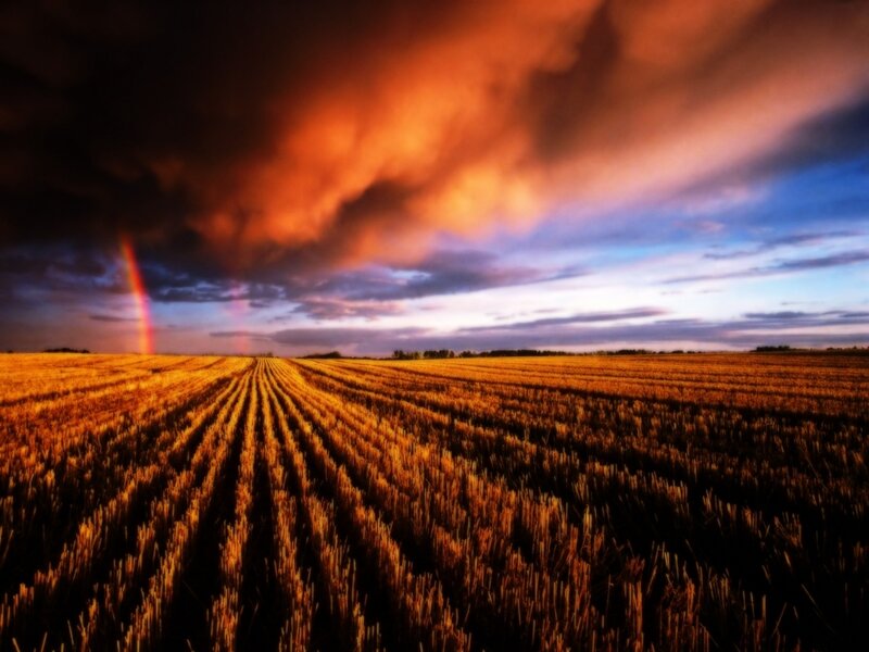 Harvested Wheat Field — Orange