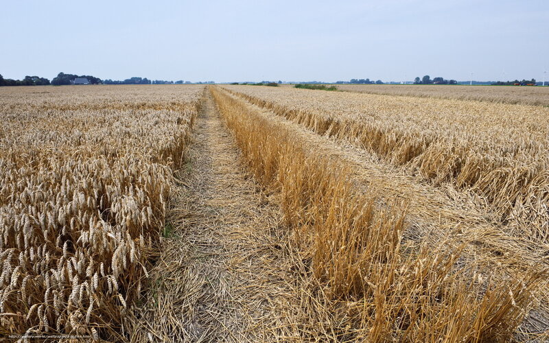 Harvested wheat field