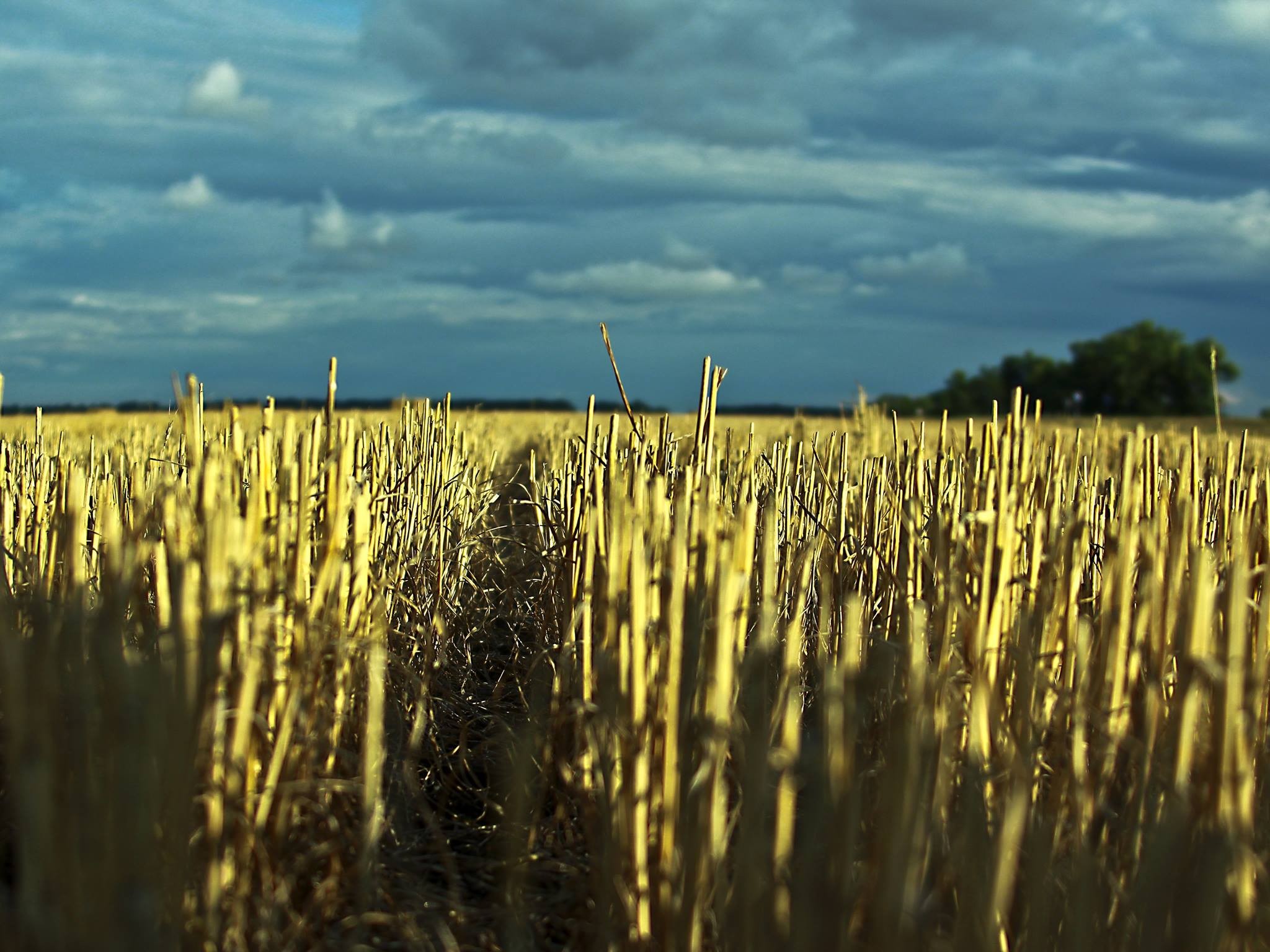 Harvested wheat field under cloudy sky