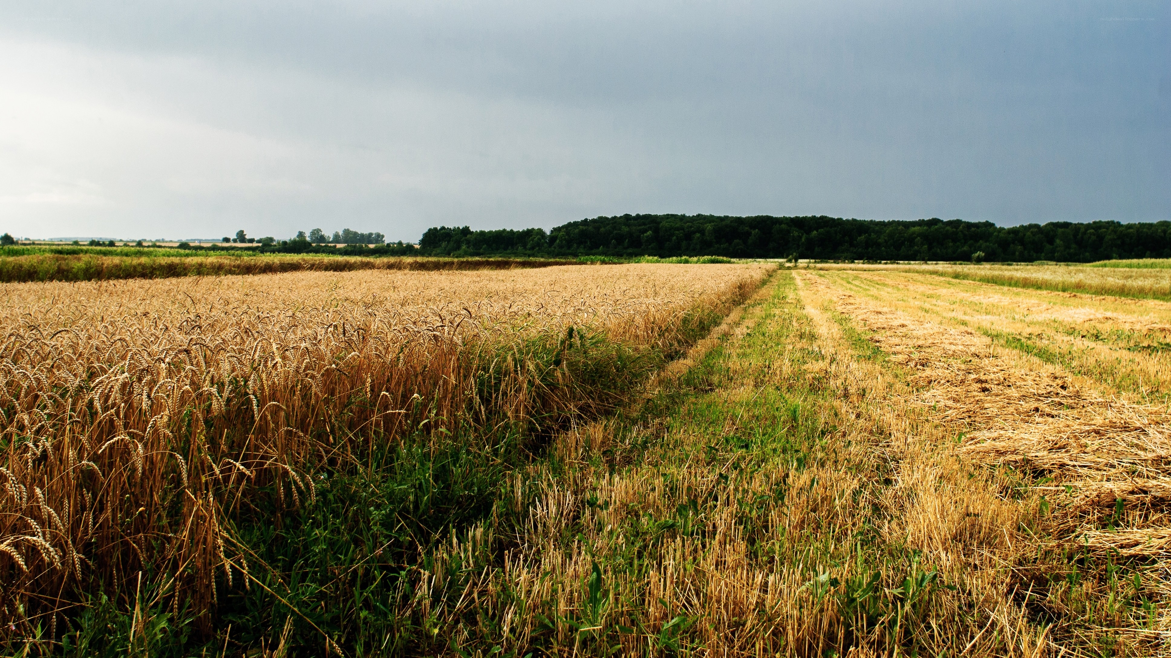 Harvested wheat field under cloudy sky