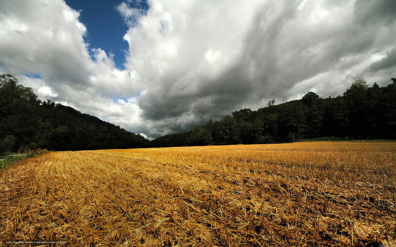 Harvested Wheat Field — Yellow, Dramatic