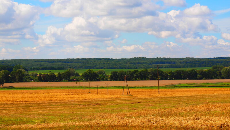 Harvested Wheat Field — Yellow, Serene, Afternoon