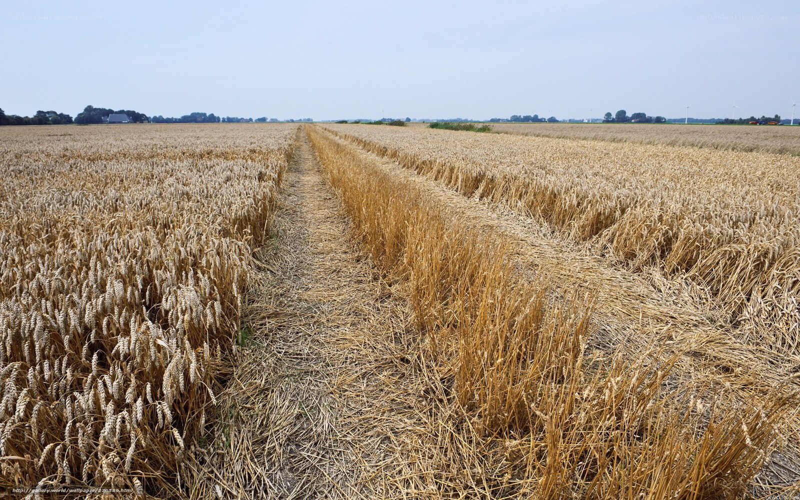 Harvested wheat field