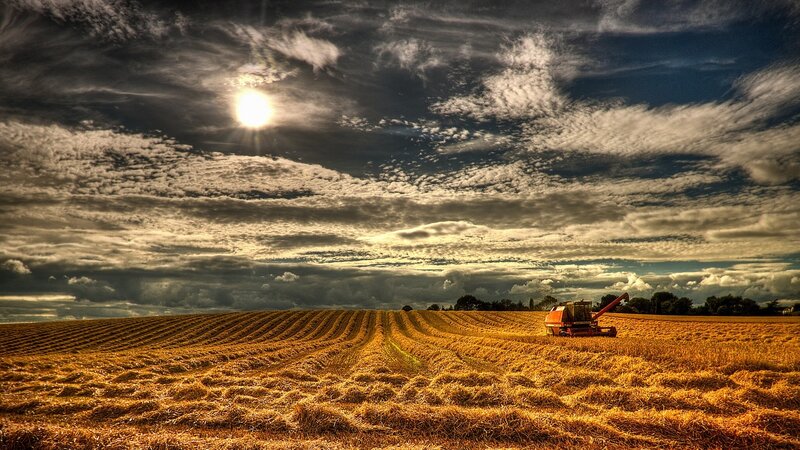 Harvester in Wheat Field