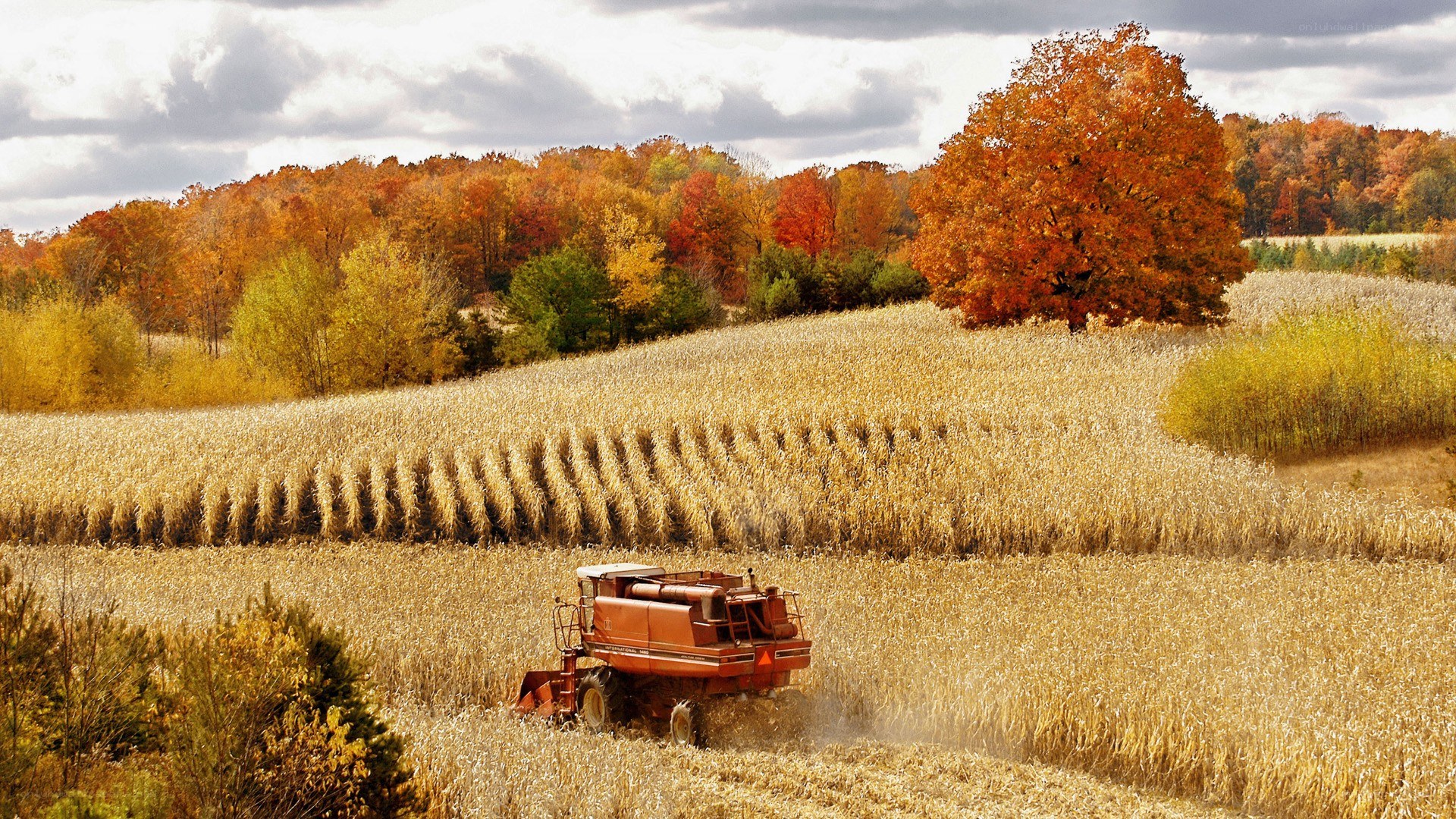 Harvesting corn in autumn