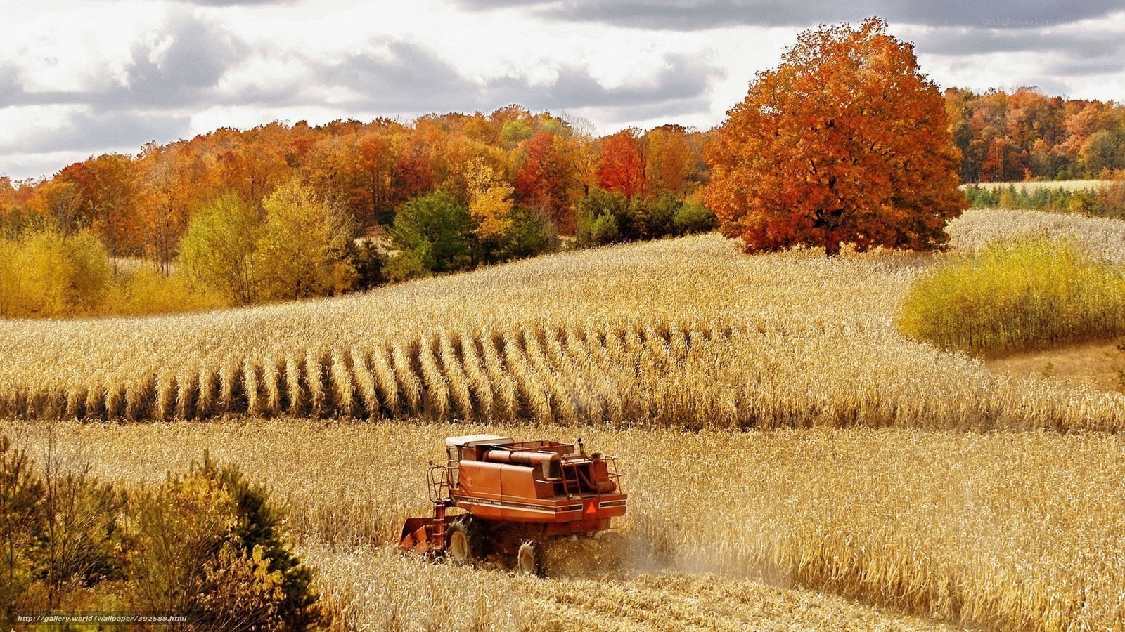 Harvesting corn in autumn
