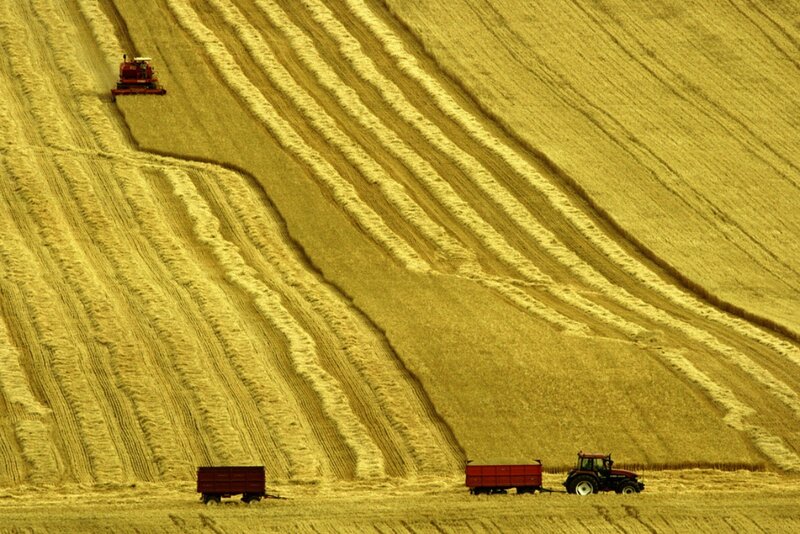 Harvesting Field