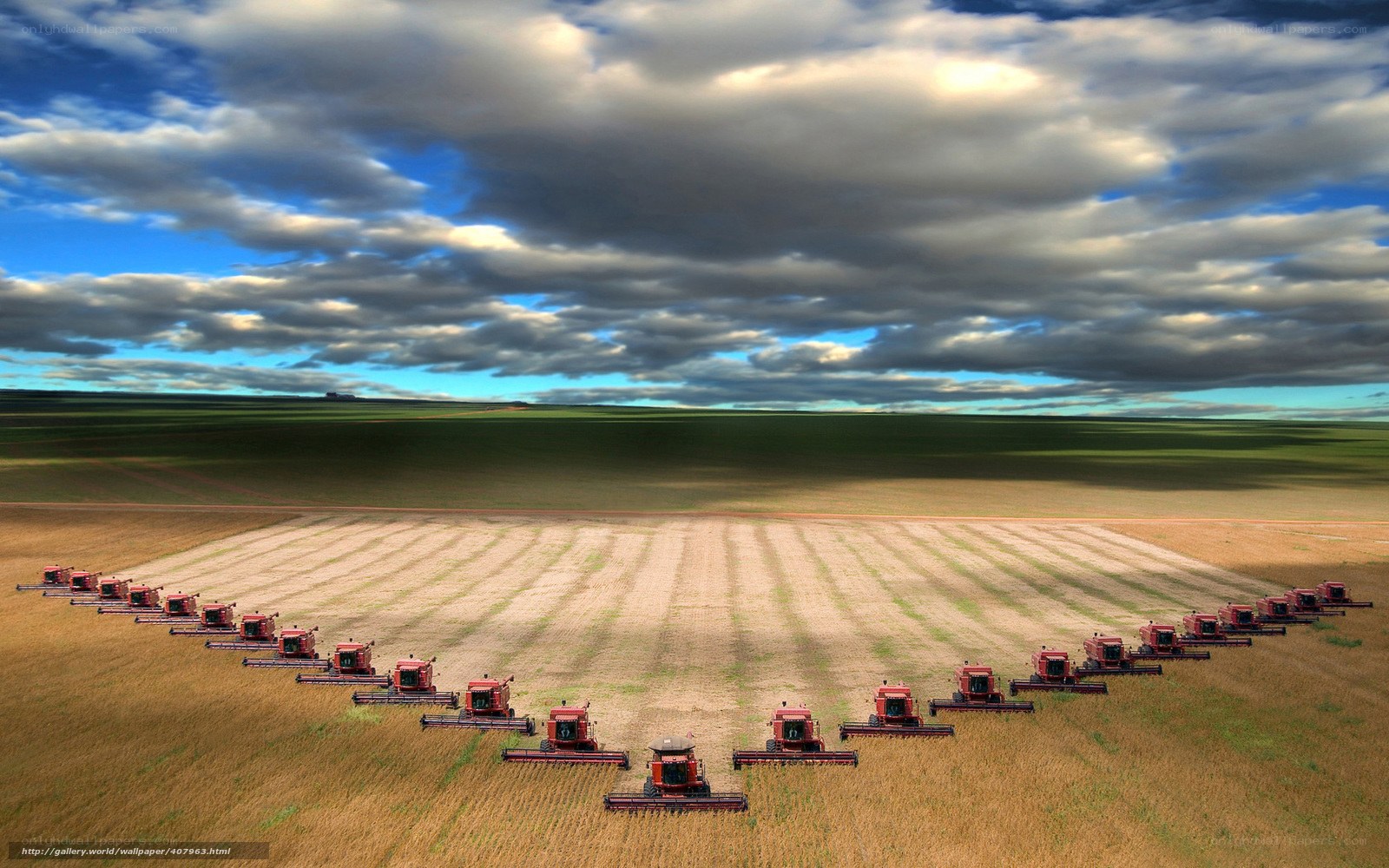Harvesting field with tractors