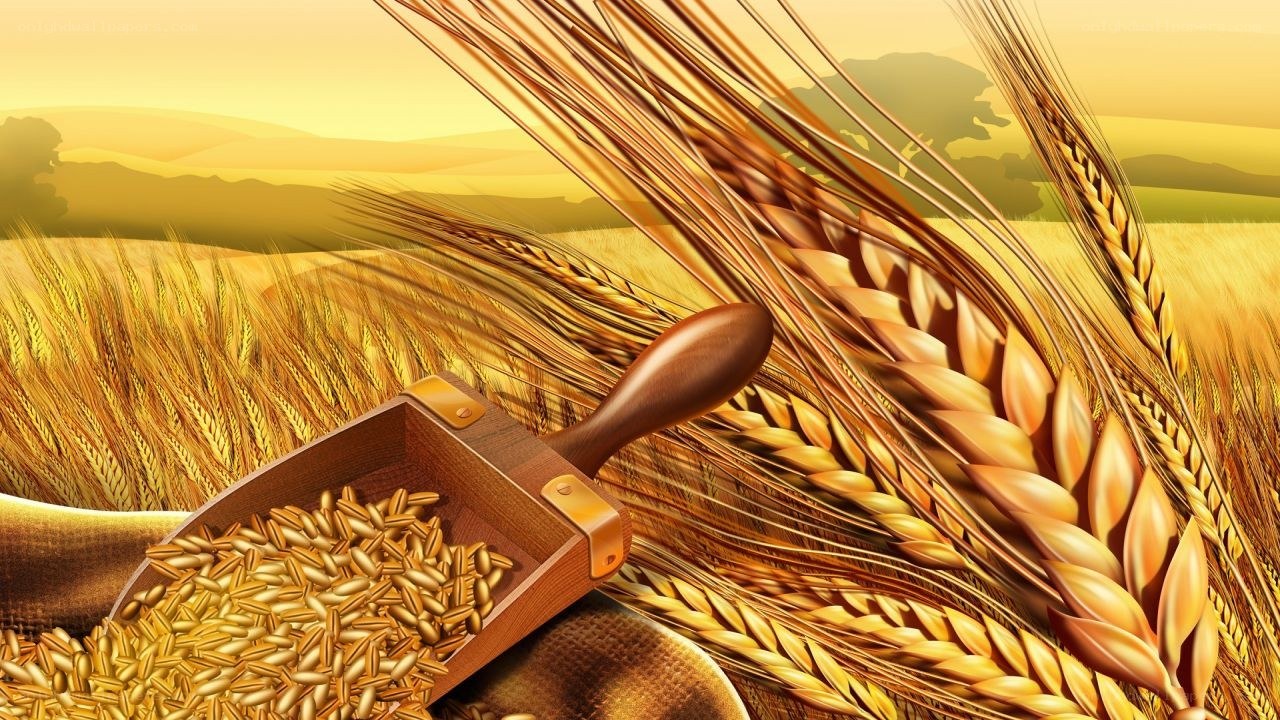 Harvesting golden wheat