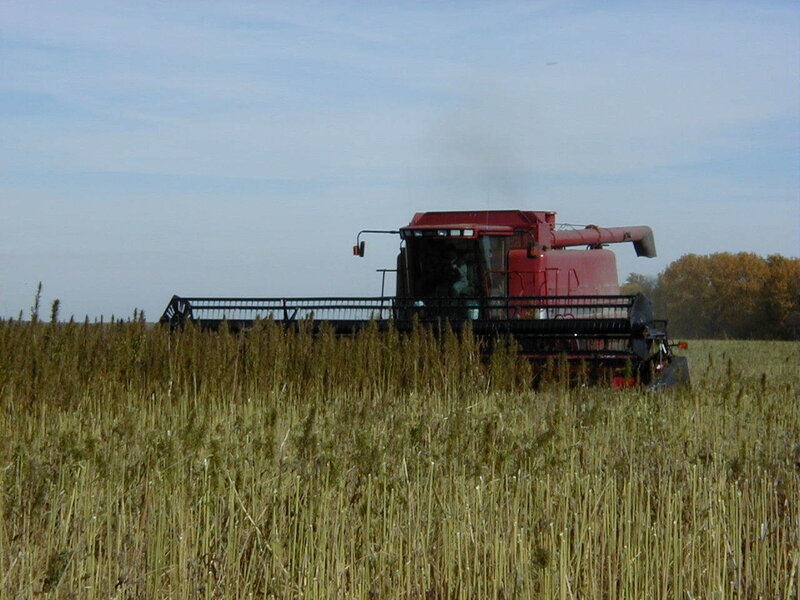 Harvesting in a field