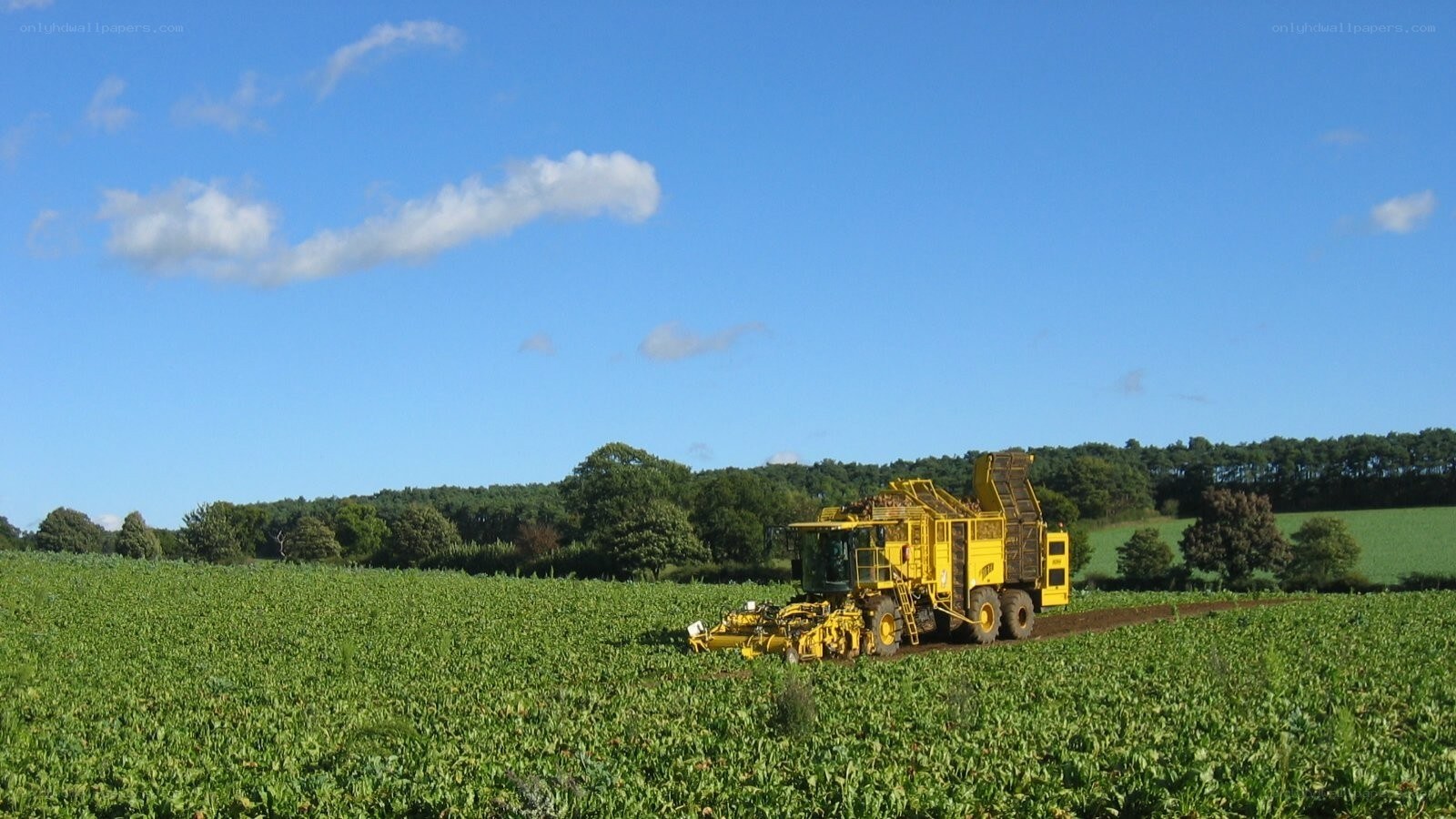 Harvesting machine in a field