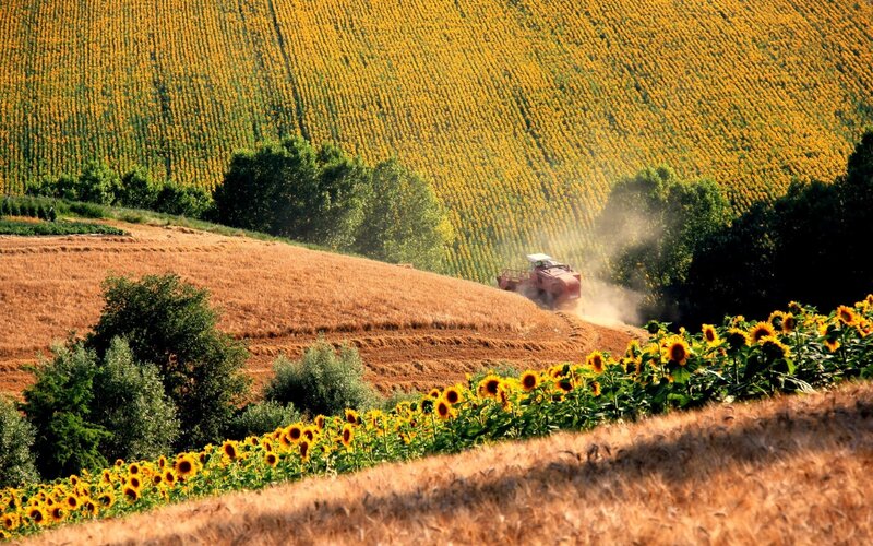 Harvesting sunflowers in a golden field