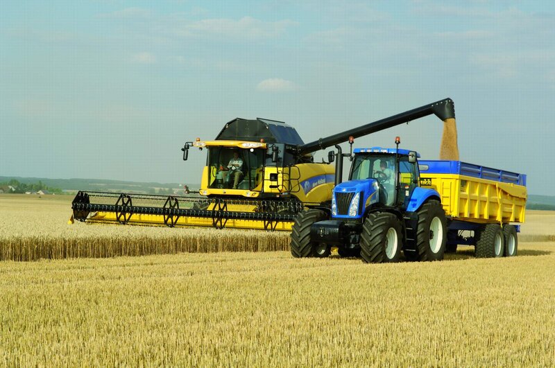 Harvesting wheat in a field