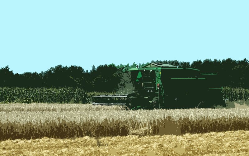 Harvesting wheat in a field