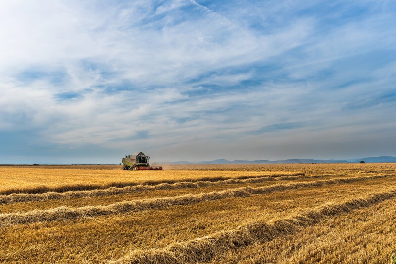 Harvesting wheat in a golden field