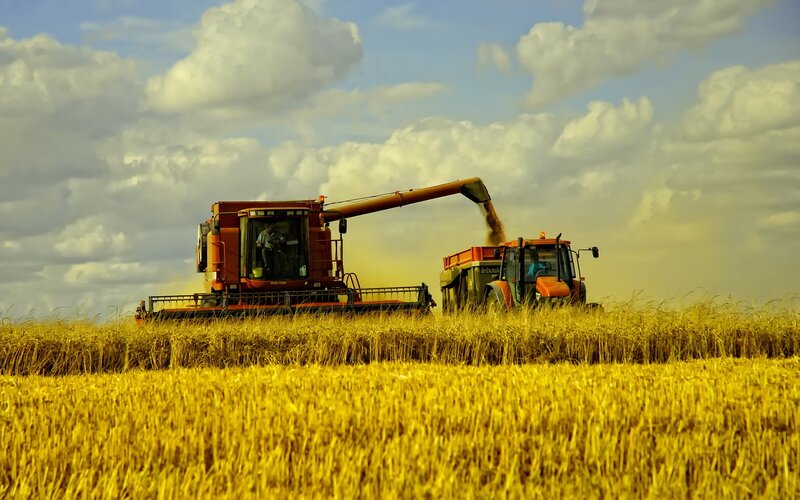 Harvesting wheat in a golden field