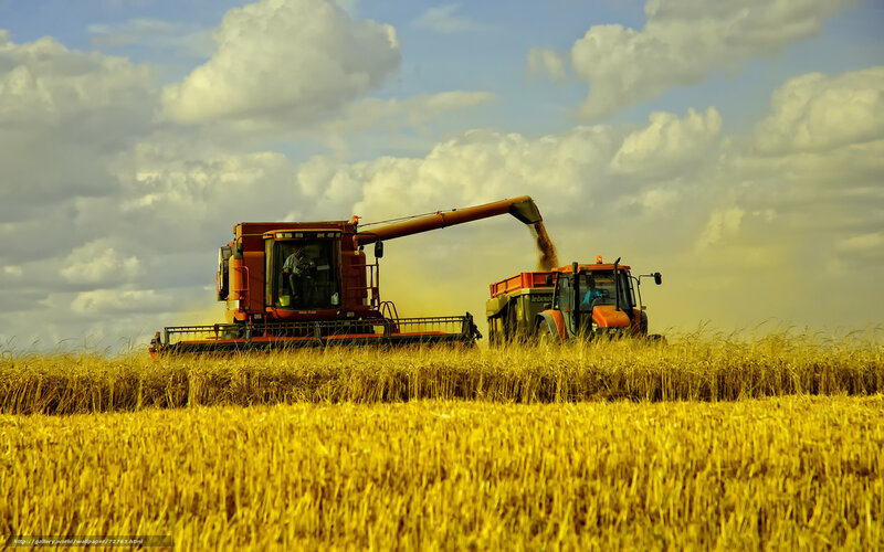 Harvesting wheat in a golden field