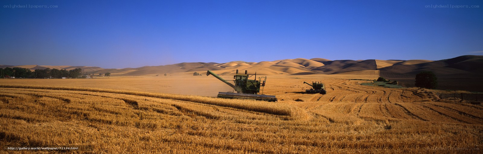 Harvesting wheat in golden fields