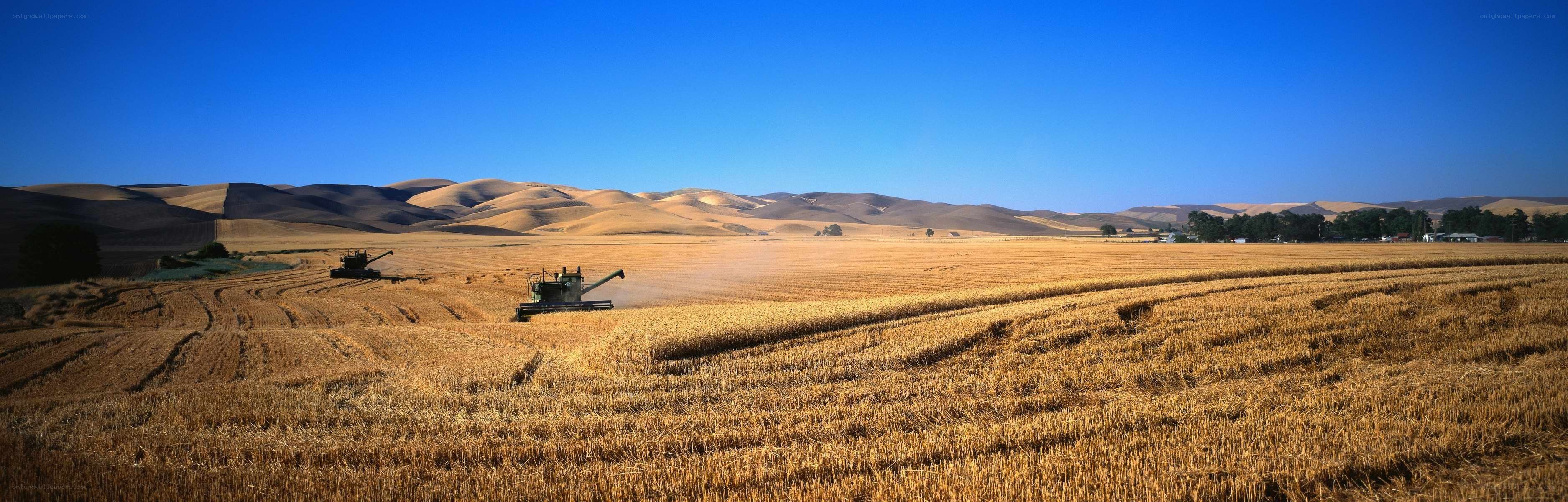 Harvesting wheat in golden fields