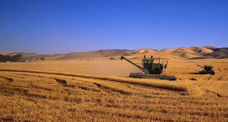 Harvesting wheat in golden fields