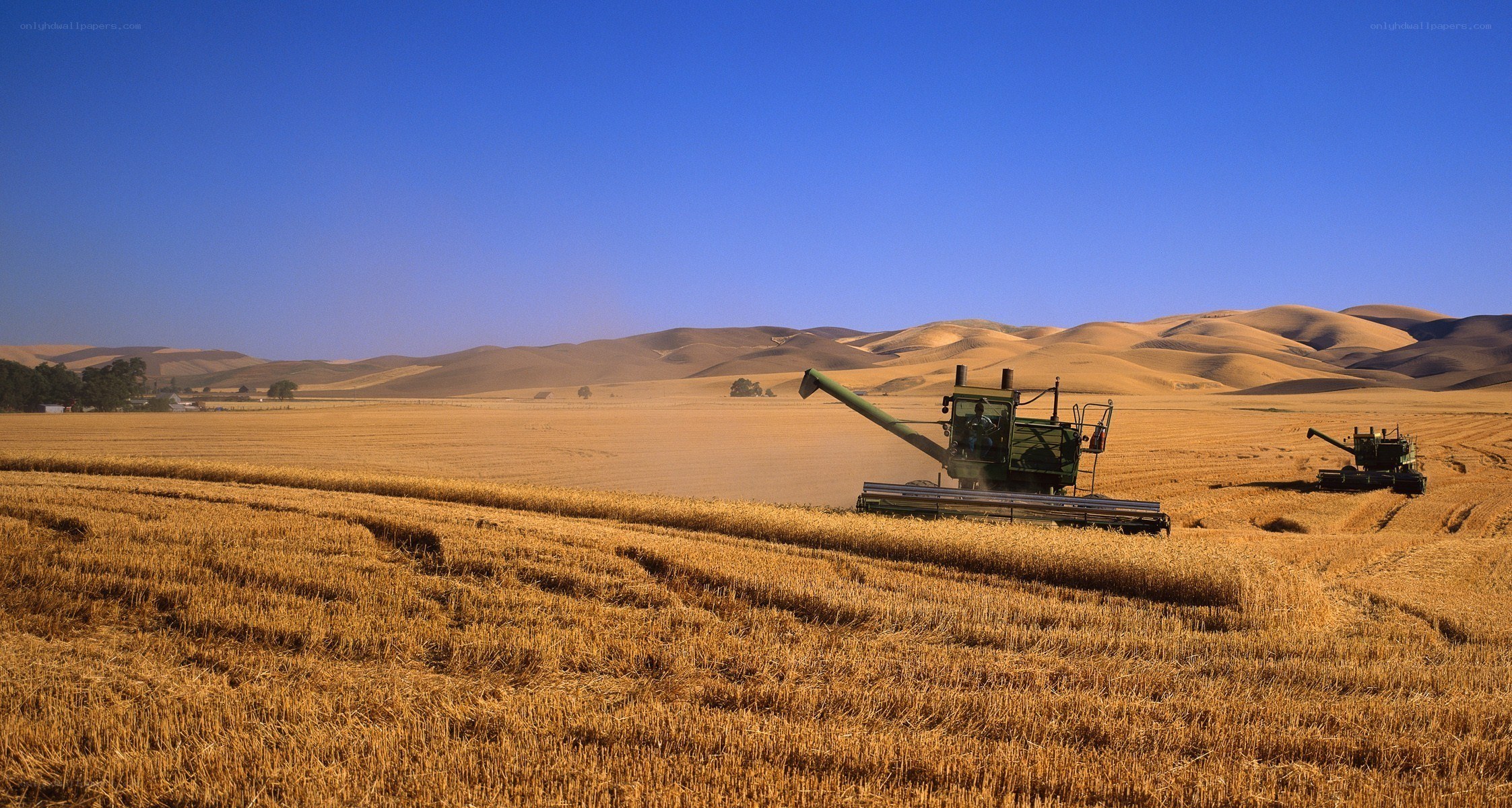 Harvesting wheat in golden fields
