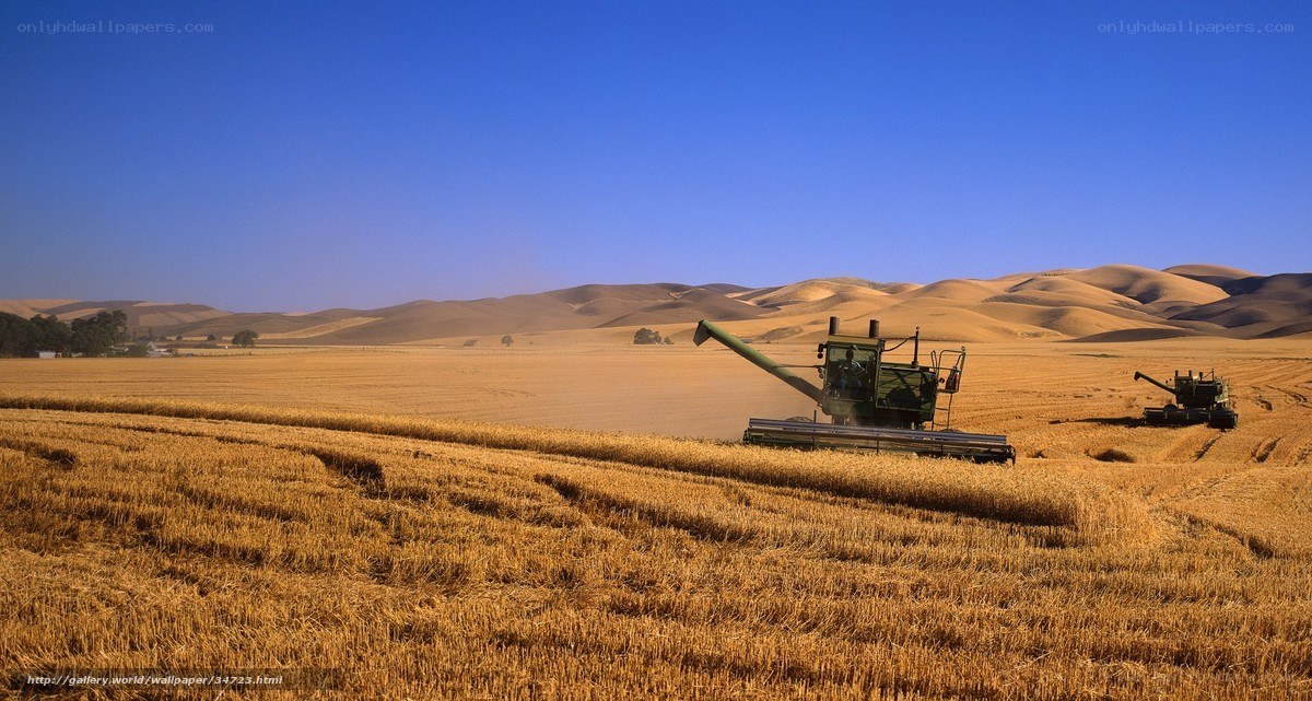 Harvesting wheat in golden fields