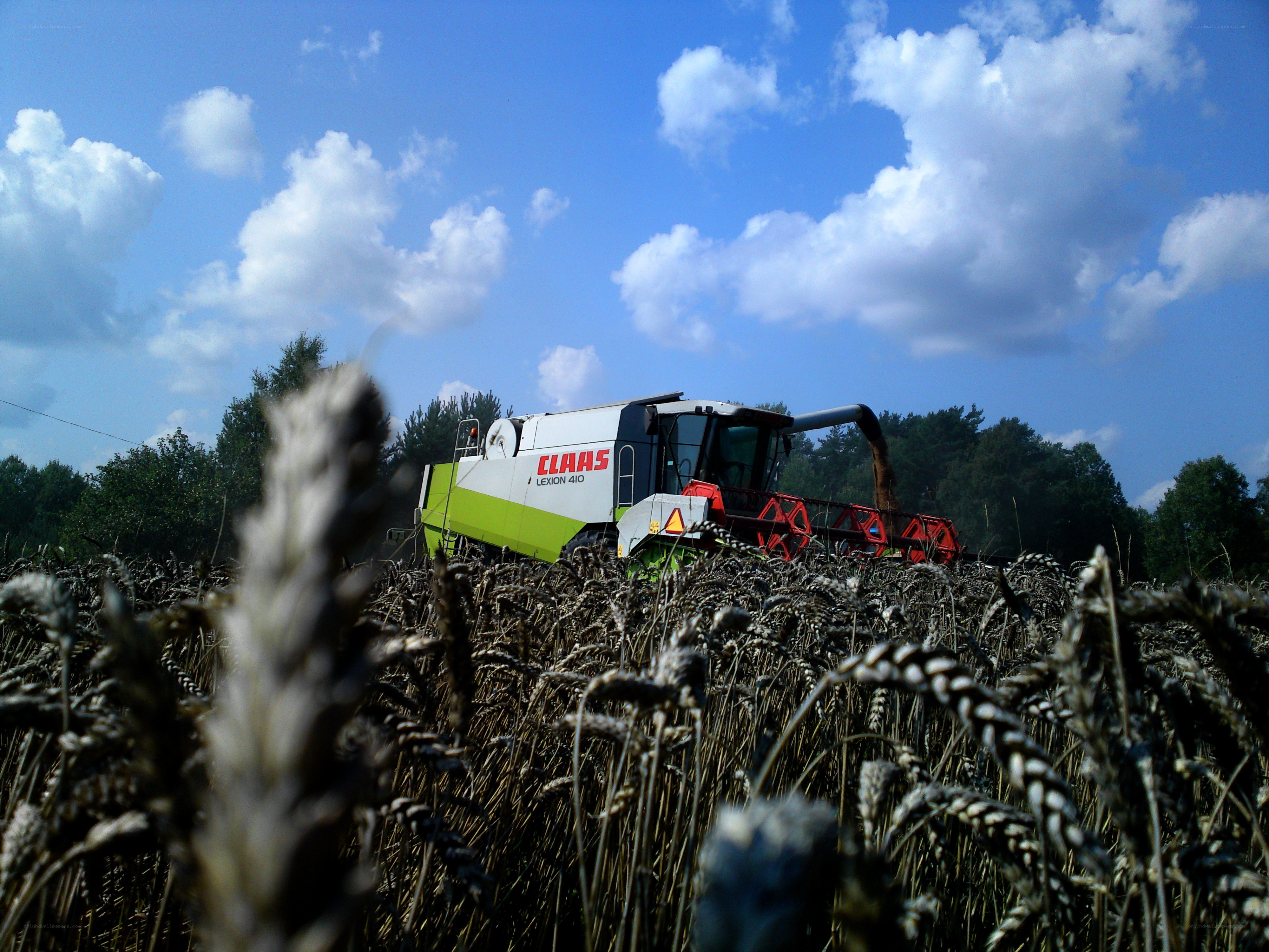 Harvesting wheat with a combine