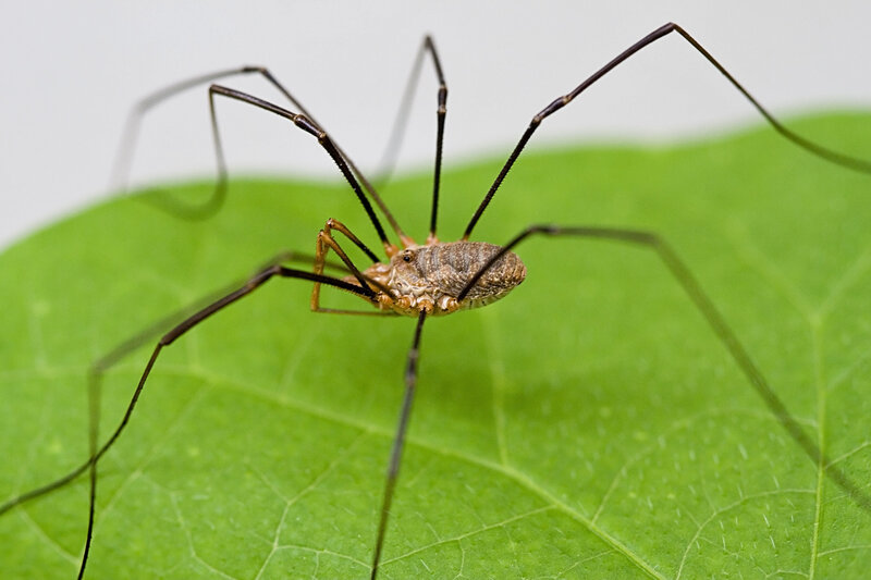 harvestman on a green leaf