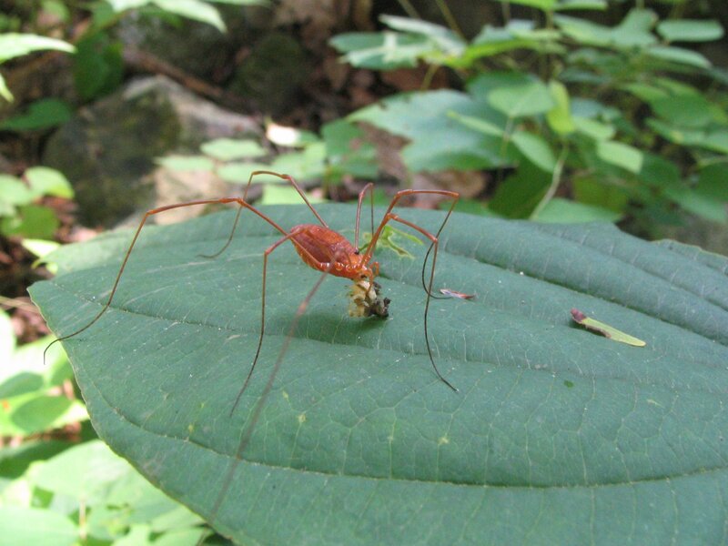 Harvestman on a leaf