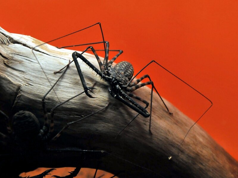 harvestman on a log