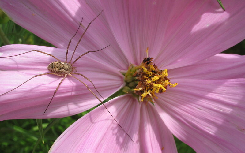 Harvestman on Pink Flower — Calm