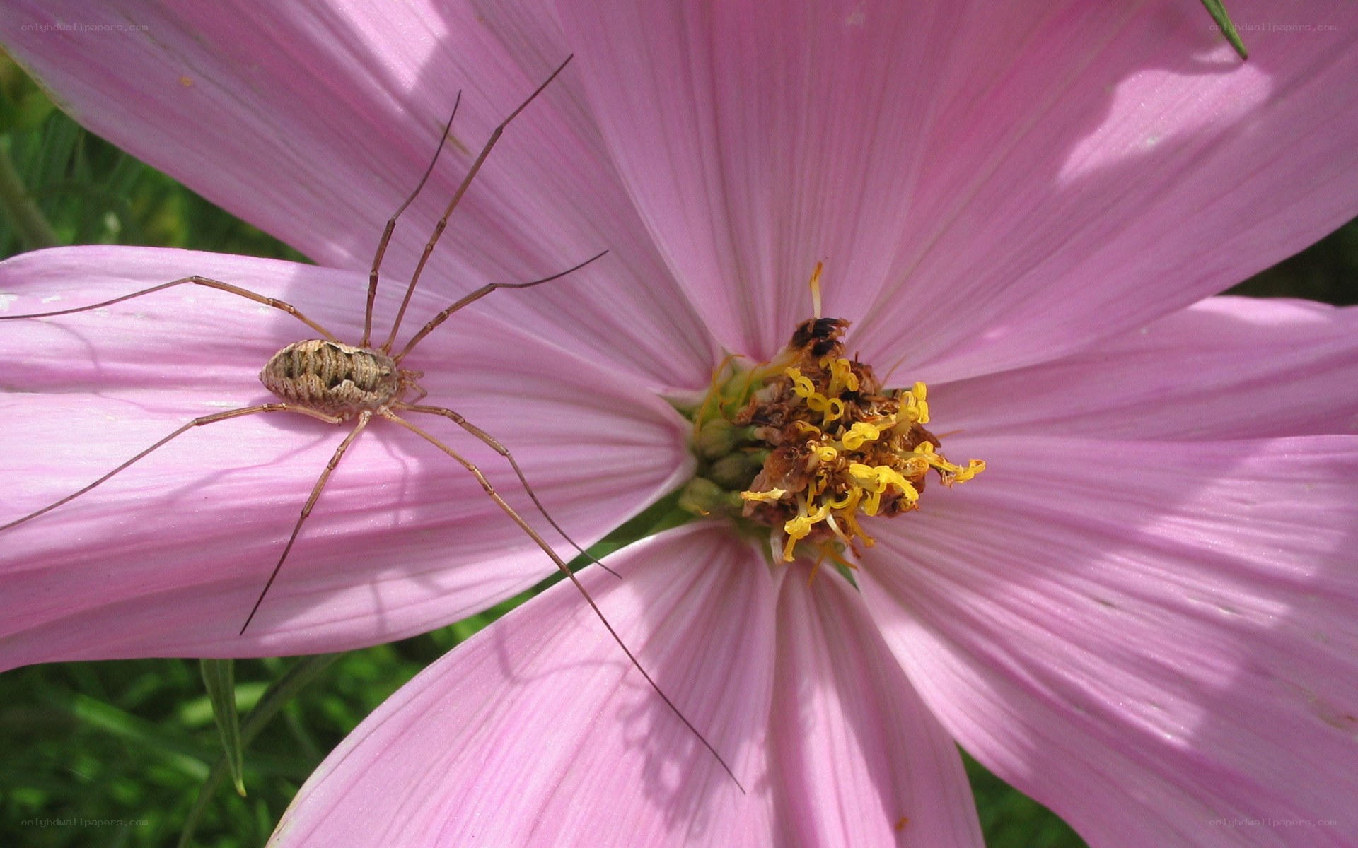 harvestman on pink flower