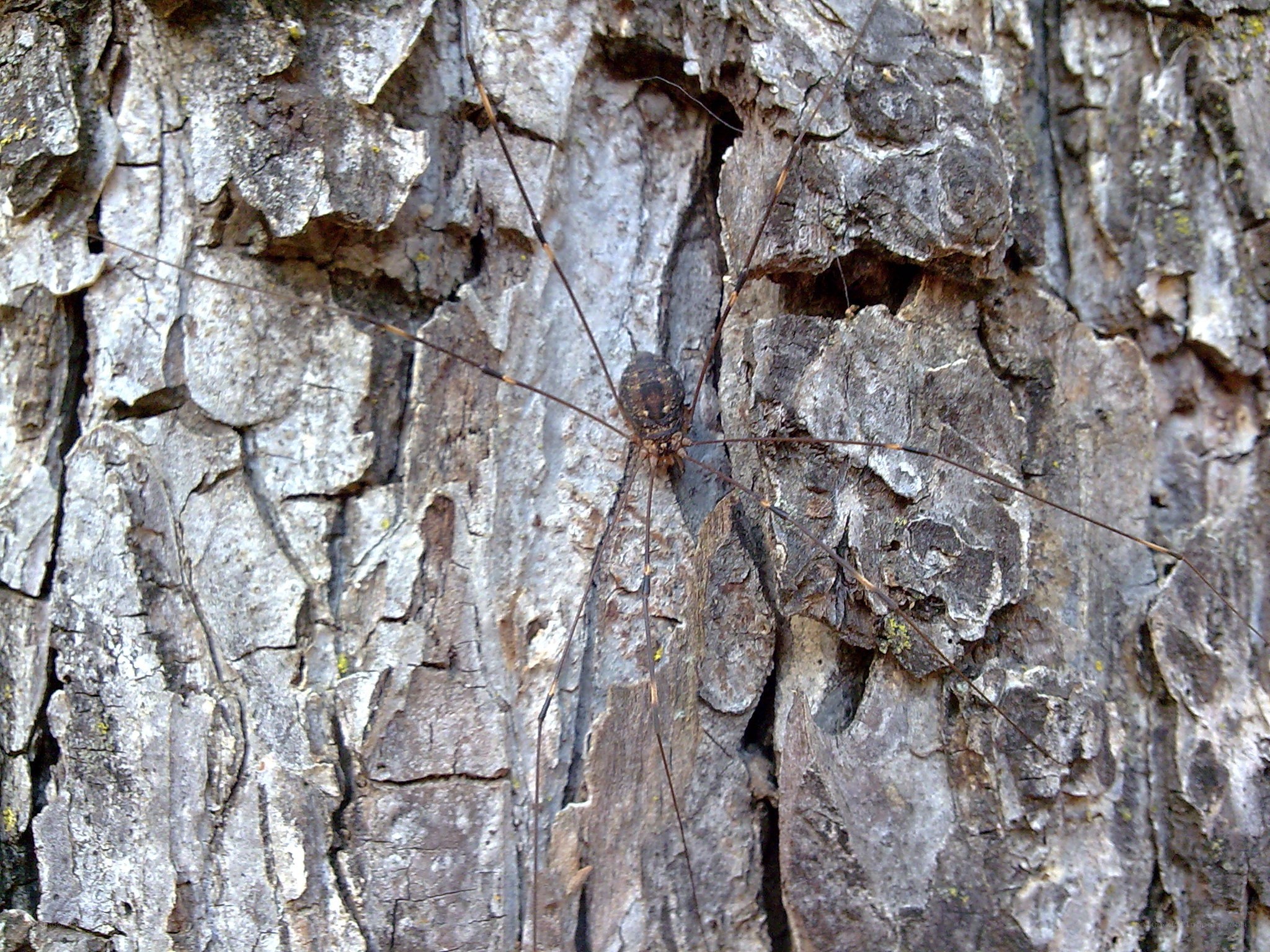 harvestman on tree bark