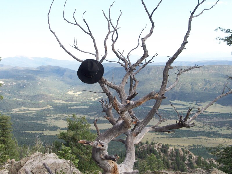 Hat on a dead tree