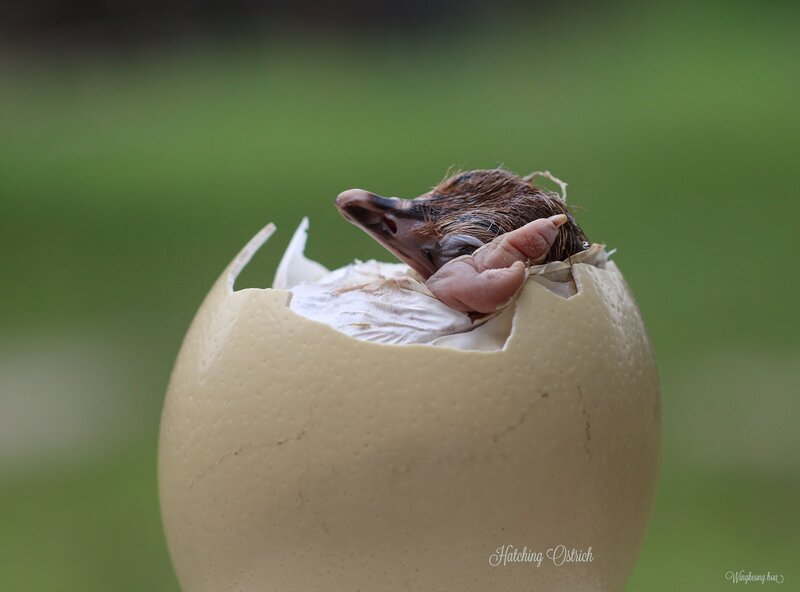 Hatching Ostrich Chick
