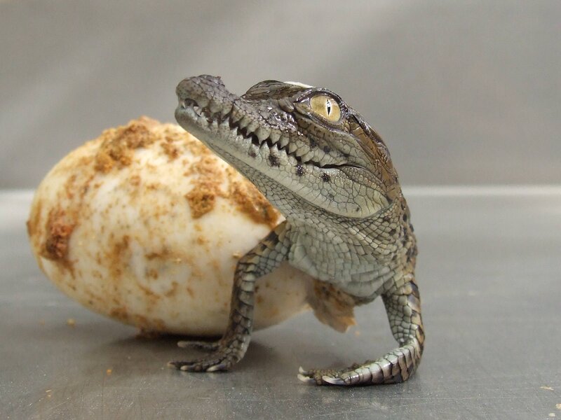 Hatchling Crocodile