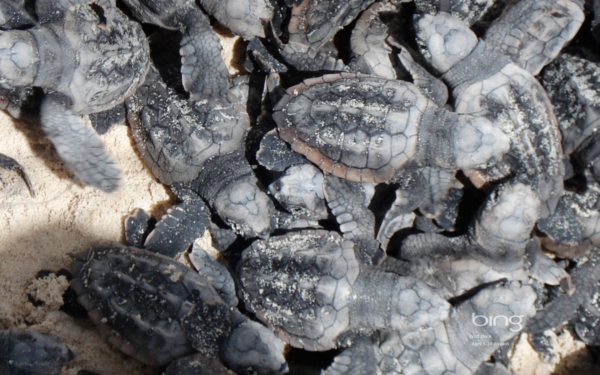 hatchling sea turtles on sand