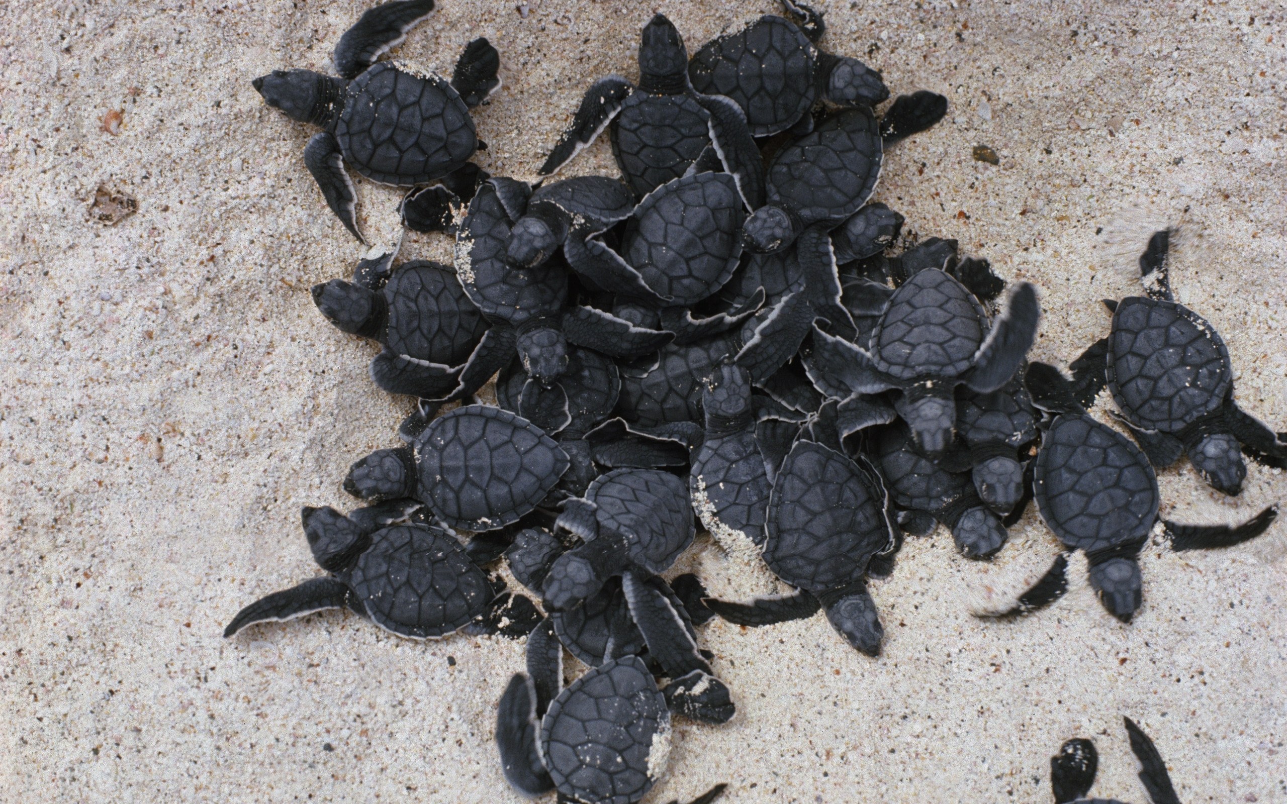 hatchling sea turtles on sand