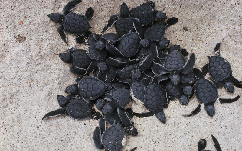 Hatchling Sea Turtles