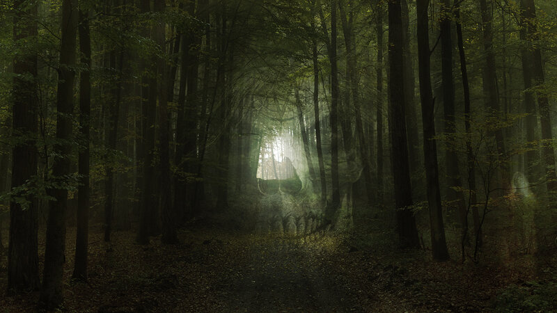 haunted forest with skull