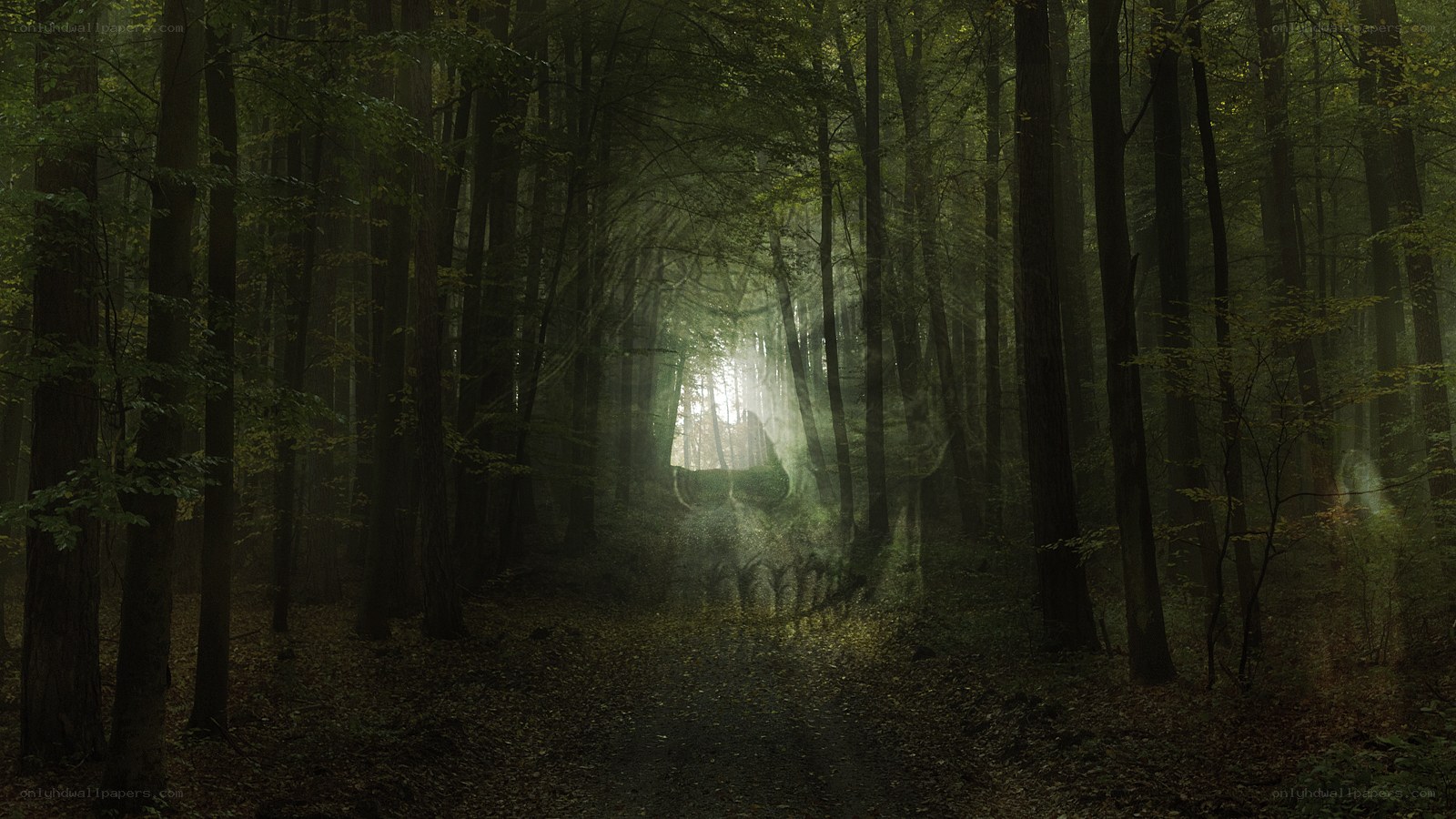 haunted forest with skull