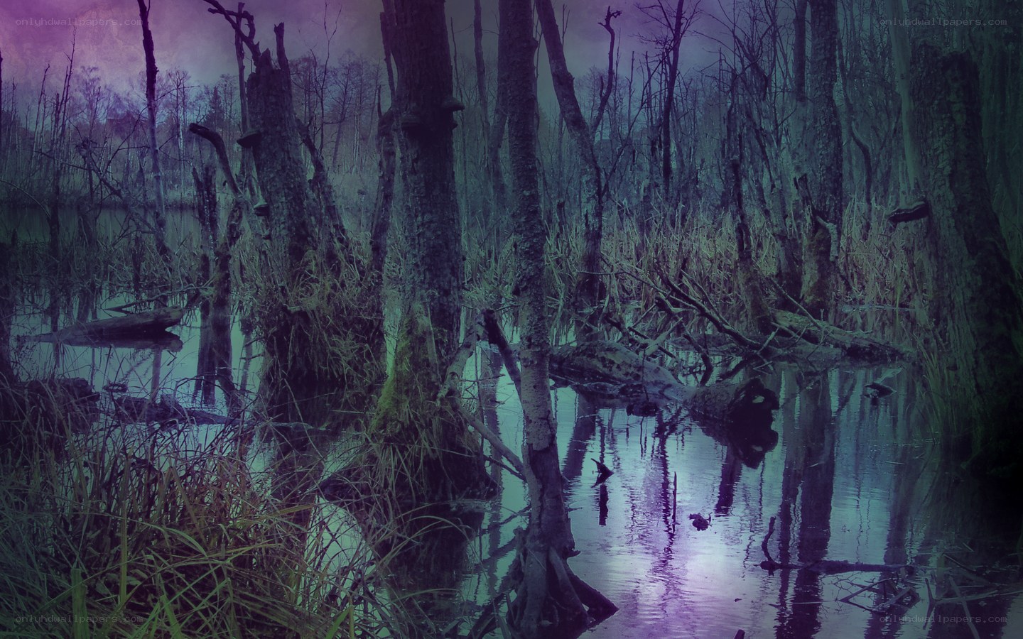 haunted swamp at dusk