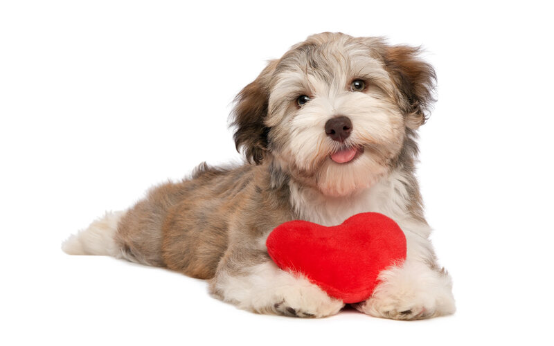 Havanese Puppy with Heart