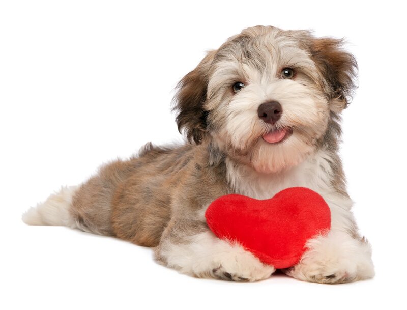 Havanese Puppy with Heart — White