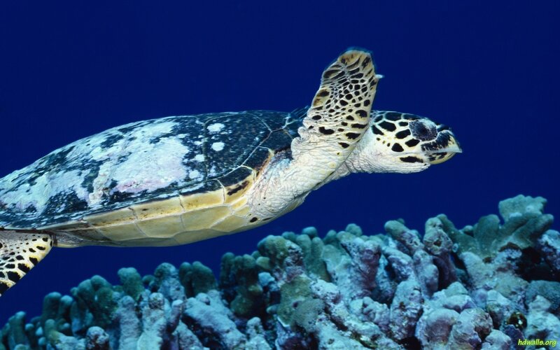 Hawaiian Sea Turtle