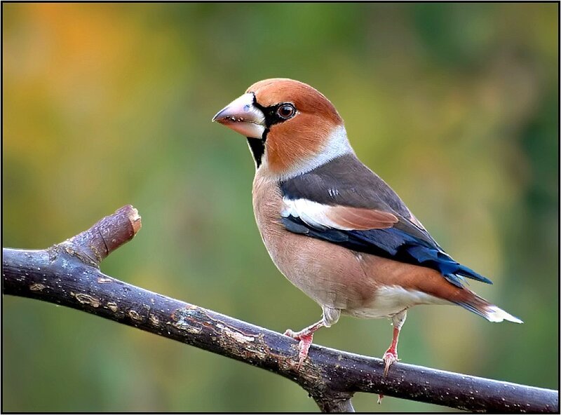 Hawfinch Bird on Branch
