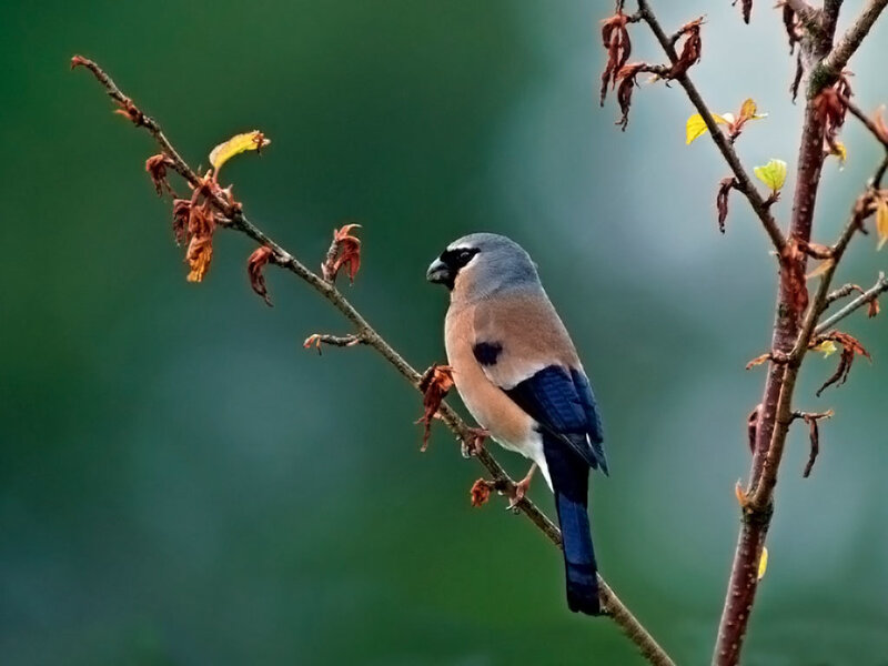 Hawfinch on a Branch — Green