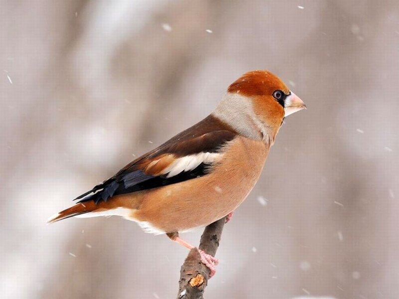 Hawfinch on a Branch