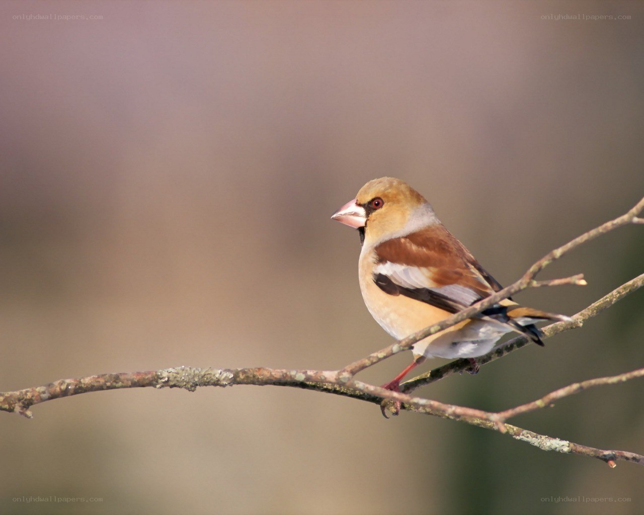 Hawfinch perched on a branch