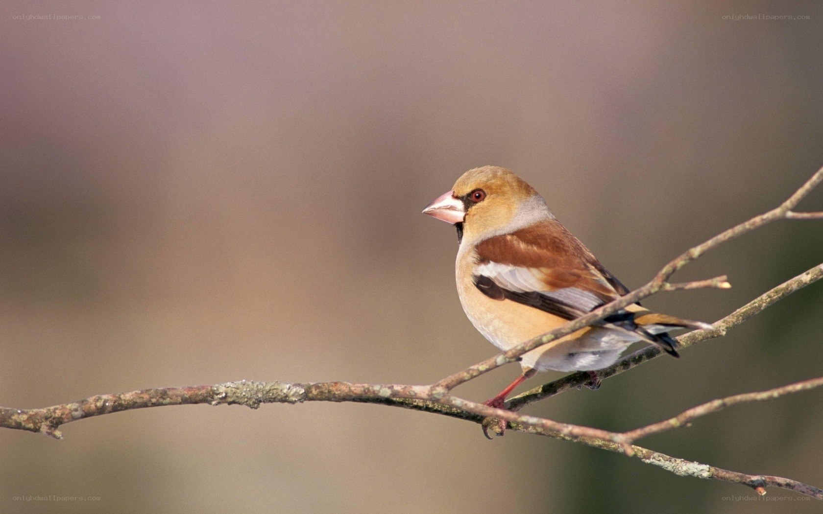 Hawfinch perched on a branch